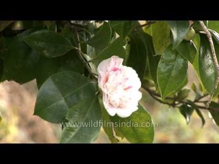 Camellia flowers on a shrub in the Himalaya