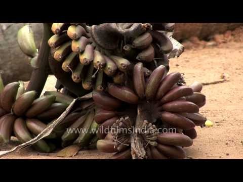 Freshly plucked purple bananas ready to sell in Kerala