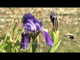 Deep blue Bearded Iris