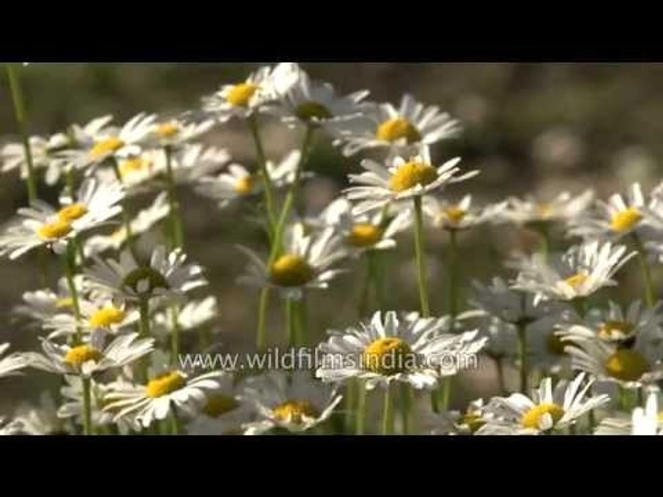 Michaelmas daisies grow wild across our hillside