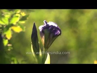 These Irises were brought to India by ship, and planted 175 years ago!