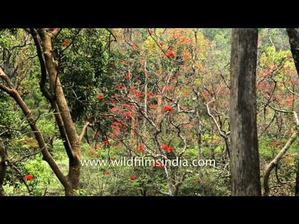 Dense green forest of Rajaji National Park