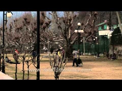Scenic view of the Dal Lake - Srinagar