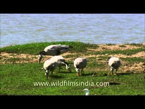 Migratory Bar-headed goose in India