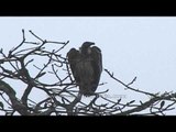 Vulture preening its feathers on a natural perch in Kaziranga National Park