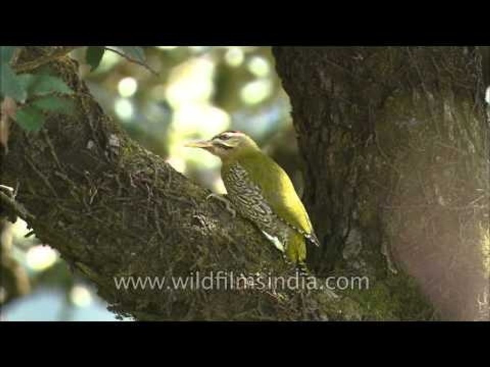 Scaly-bellied Woodpecker (Picus squamatus) : a resident in the foothills of Himalayas