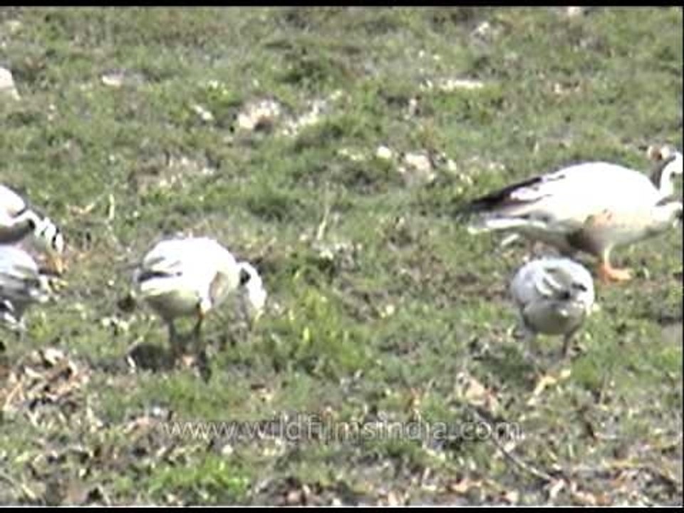Bar- Headed Goose (Anser indicus) at Kaziranga National Park