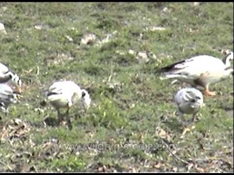 Bar- Headed Goose (Anser indicus) at Kaziranga National Park