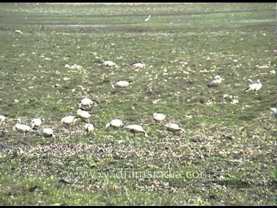 Flock of Bar-headed Geese foraging in Kaziranga National Park