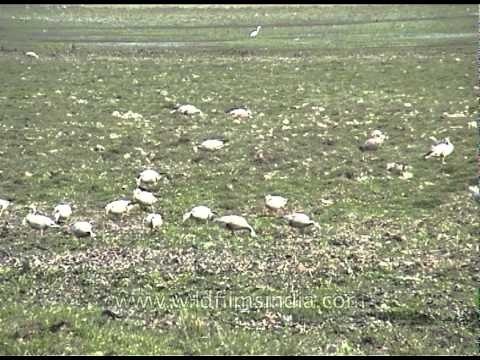 Flock of Bar-headed Geese foraging in Kaziranga National Park