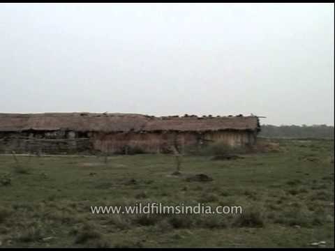 Panoramic view of Kaziranga National Park