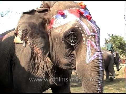Pulling an elephant by his tusks