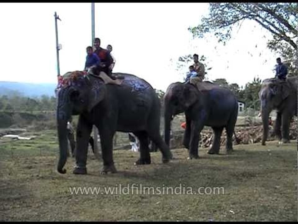 Elephant parade at Kaziranga Elephant Festival