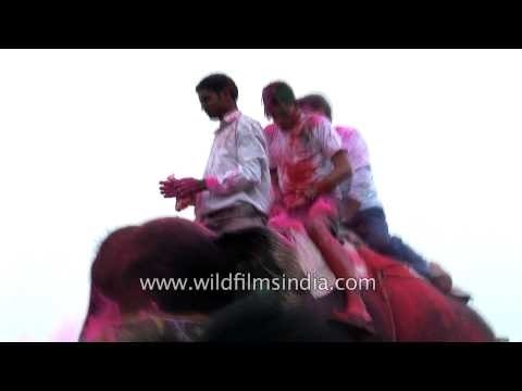 Local people atop elephant throw colours to celebrate Holi in Jaipur