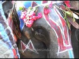 Mahout feeding elephants during Kaziranga Elephant Festival