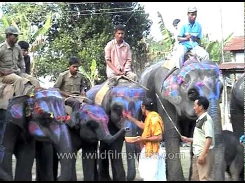 Elephant painted and decorated for the Kaziranga Elephant Festival
