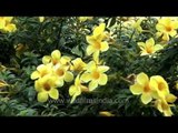 This Allamanda  in India has deep yellow flowers