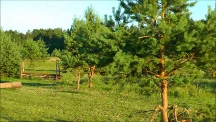 Jumping with horses