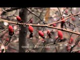 Seed pods of wild rose shrubs in Kashmir