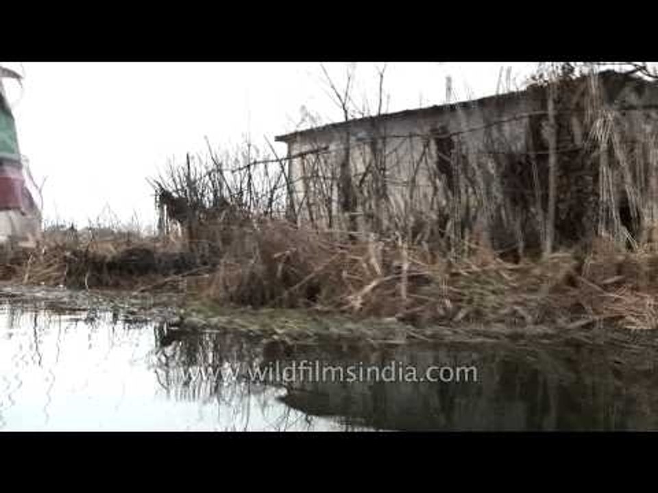 View of abandoned boats and houses- Dal lake