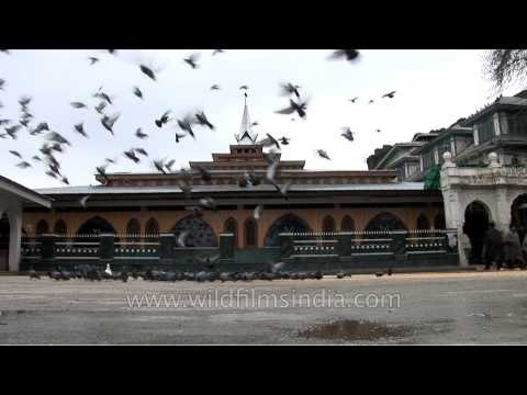 Flock of pigeons in front of Makhdoom Sahib Shrine, Srinagar