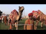 Annual Elephant Festival - Jaipur, Rajasthan