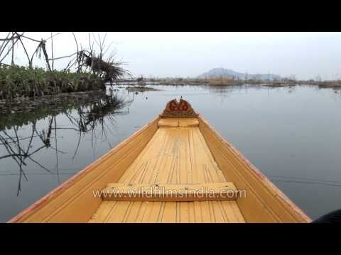 Enjoying the beauty of Dal Lake riding on Shikara