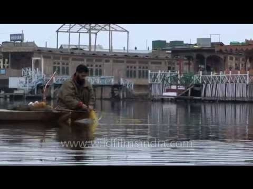 Kashmiris fishing with a net in Dal lake