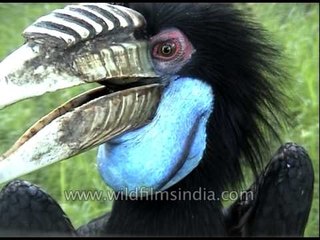 The double beak is actually a casque: Wreathed Hornbill