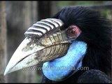 Wreathed Hornbill - one of the strangest looking birds!