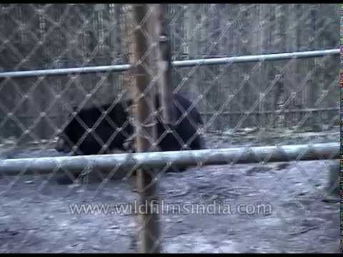 Poor pathethic sad caged Sloth Bear
