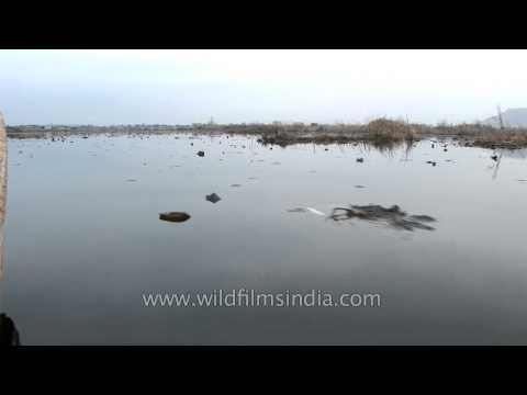 Peacefully floating on the Dal Lake, Srinagar