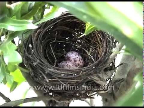 Red-vented Bulbul eggs in their nest