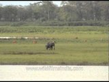 Indian elephant grazing at Kaziranga National Park