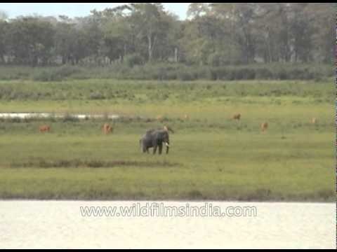Indian elephant grazing at Kaziranga National Park