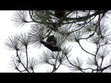 Himalayan Pied Woodpecker pecking into pine cones in the Himalaya