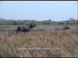 Rhinos chasing after a safari jeep: Kaziranga National Park