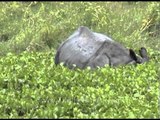 Indian rhinoceros eating water hyacinths