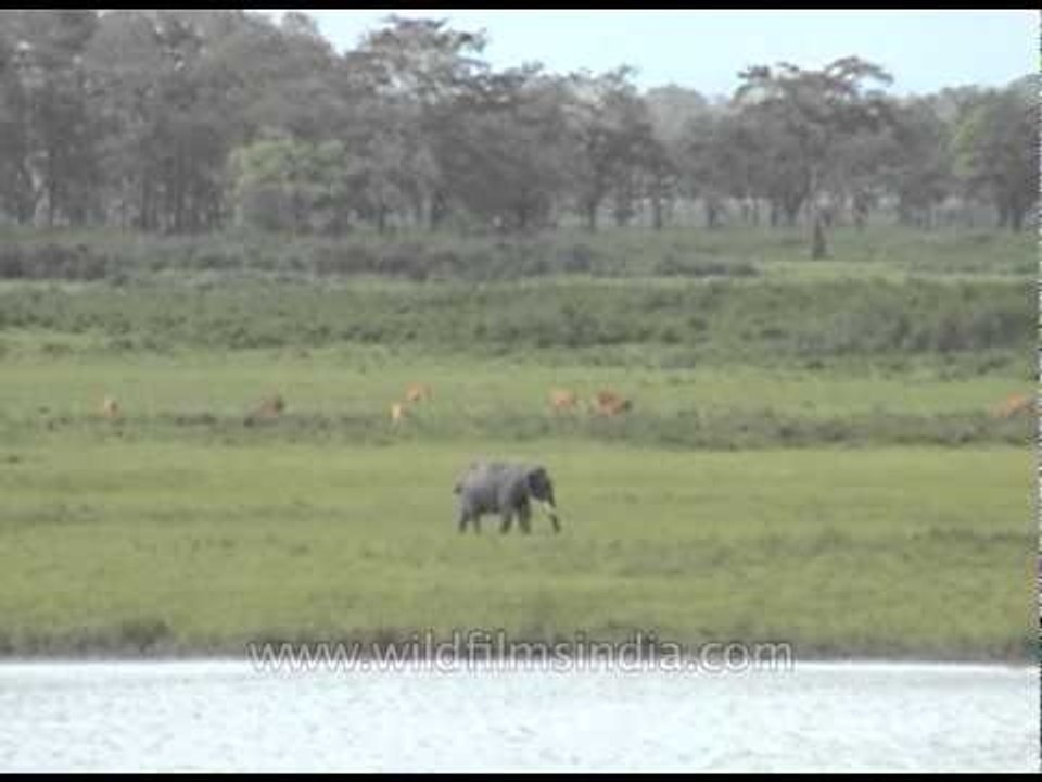 Elephant and rhinos grazing at Kaziranga National Park