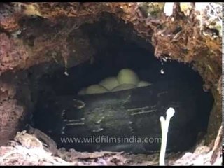 Python twirled around in its nest, laying eggs galore!