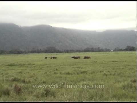 Herd of wild water buffalo grazing in the field at Kaziranga Park