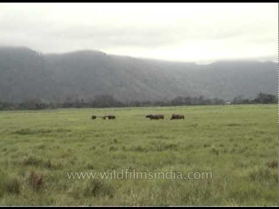 Herd of wild water buffalo grazing in the field at Kaziranga Park
