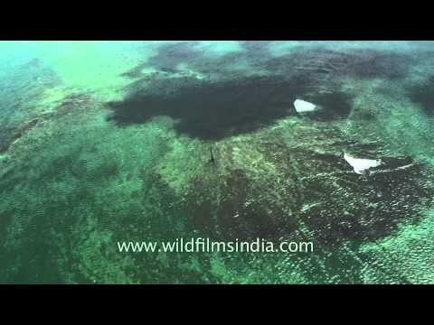 Heavy tsunami damage in the Andaman & Nicobar Islands, India