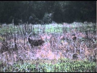 Swamp deer at Kaziranga National Park