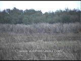 Group of hog deer running in the fields of Kaziranga