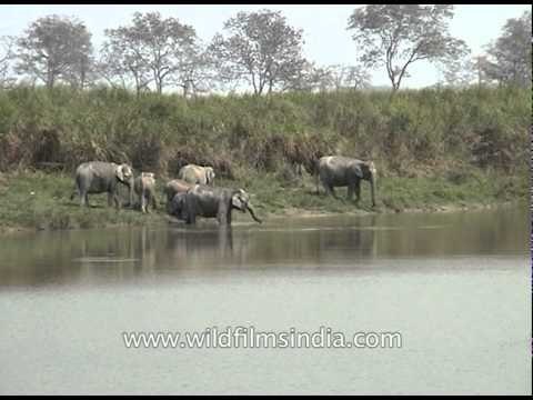 Asian elephants drinking water in Kaziranga National Park, Assam