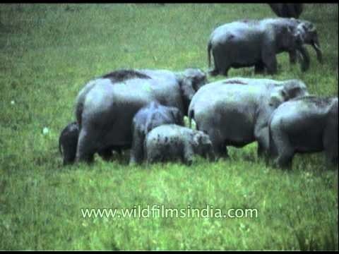 Herd of elephant feeding in grassland at Kaziranga Park
