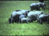 Herd of elephant feeding in grassland at Kaziranga Park