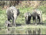 Wild Elephants at watering hole - Kaziranga national Park