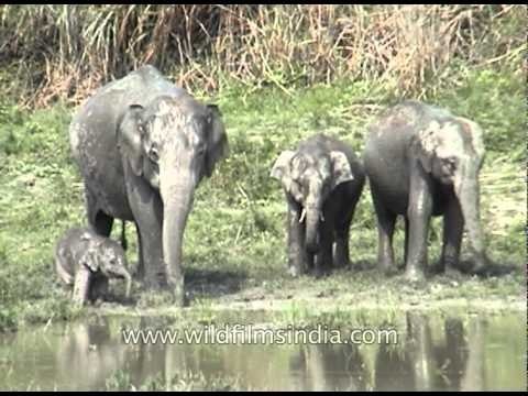 Wild Elephants at watering hole - Kaziranga national Park